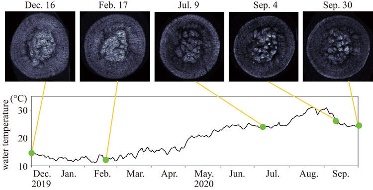 暗所で飼育したマリモをMRIで撮影した画像と水温の変化（中山恵介神戸大学教授提供）