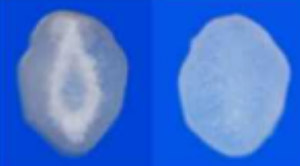 コメの白未熟粒（左）正常粒（右）の断面（農林水産省/環境省提供）