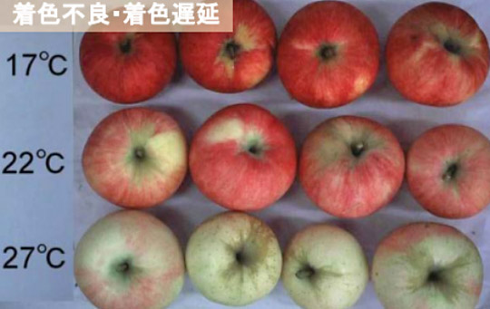 リンゴは高温環境で育つほど着色不良になる（農業・食品産業技術総合研究機構提供）