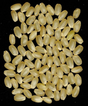 農研機構が育成した「にじのきらめき」。2019年の収穫の玄米粒。同年夏は高温が続いたが整粒歩合が高かったという（農研機構提供）