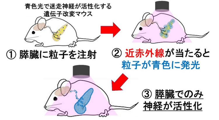 遺伝子改変マウスの膵臓に、近赤外線で青く光る粒子を与え、膵臓につながる迷走神経だけを活性化させた（東北大学提供）
