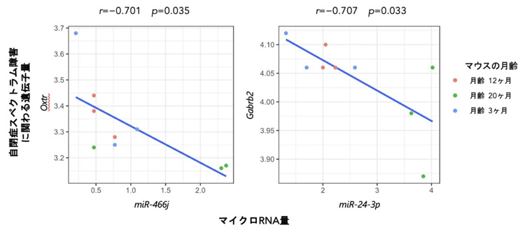 自閉症スペクトラム障害に関わる2種類の遺伝子と、それぞれを調整するマイクロRNAの量の相関性（東北大学提供）