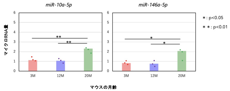 受精卵にまで残ると報告されているマイクロRNAには、加齢により増えるものがある（東北大学提供）