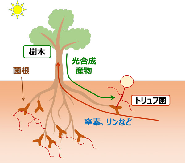 菌根菌であるトリュフと樹木の共生の仕組み。トリュフは樹木から糖など光合成産物をもらう一方、土壌中から集めた養水分を樹木に供給するとみられる（森林総研提供）