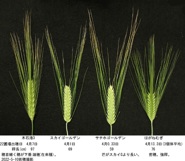 遺伝子を解析したスカイゴールデン（左から2番目）とサチホゴールデン（同3番目）。それぞれ木石港3（最も左）の「rym5」や、はがねむぎ（最も右）の「rym3」というウイルス抵抗性遺伝子を受け継いでいる（岡山大学資源植物科学研究所武田真教授提供）