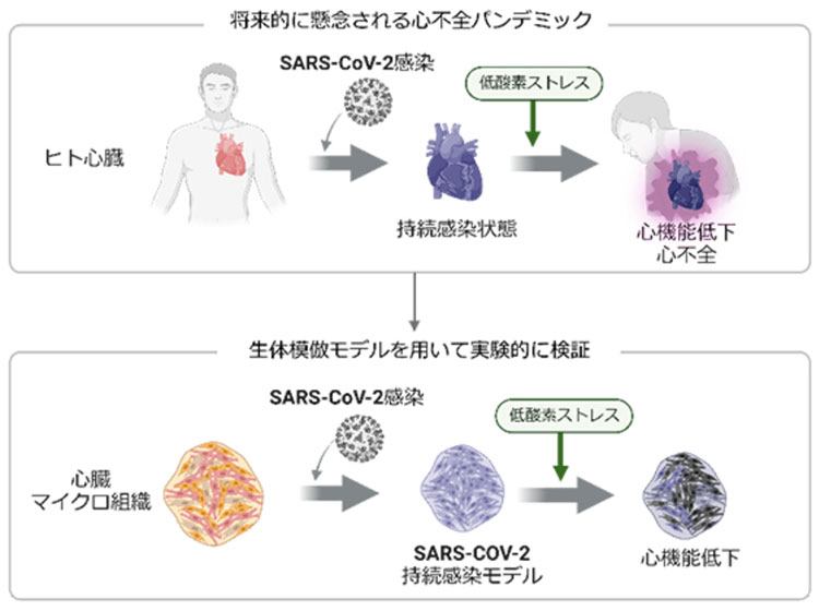 今後の心不全パンデミックの可能性を示した研究の概念図（理研提供）