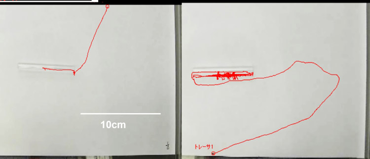タイリクヒメハナカメムシがアザミウマ1匹を食べ、ガラスの管を抜け出し、歩いた軌跡（赤い線）。左は「あきらめ時間」が短い個体、右は長い個体の例（農研機構提供）