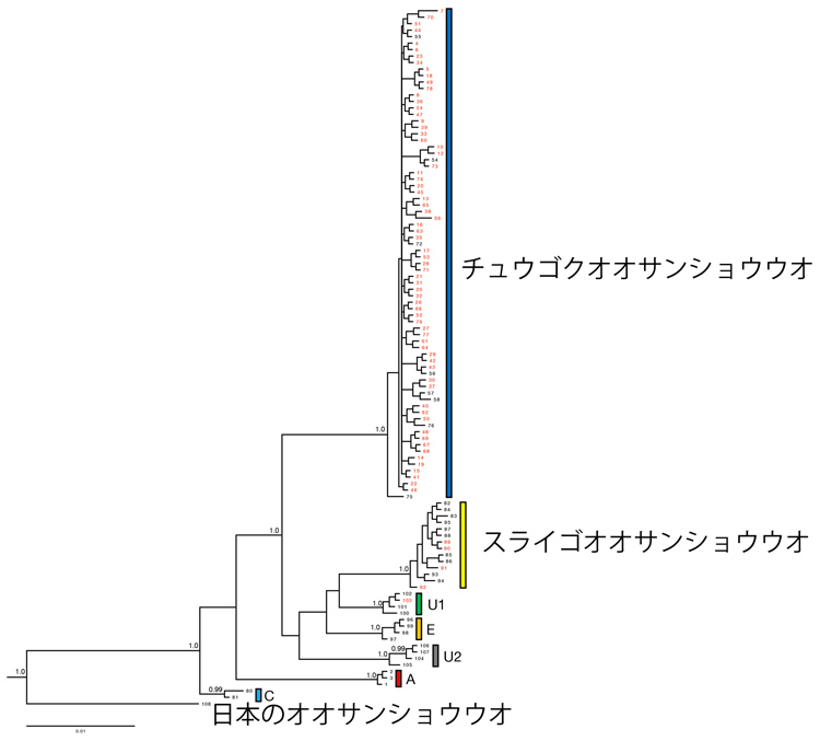 DNA塩基配列情報で作成したオオサンショウウオの系統樹。母親からしか遺伝しないミトコンドリアDNAの情報から作成しているため、分類には適しているが交雑個体の判定には使えない（京都大学の西川完途教授提供）
