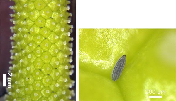 花の隙間にみえる黒い点のようなものがイシタニエナガキノコバエの卵。右は卵の拡大写真（神戸大学末次健司教授提供）
