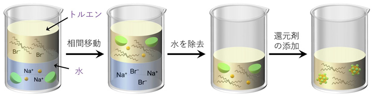 実験した金ナノ粒子の合成。水に金イオン（黄色い球）と金属酸化物ナノクラスター（緑の半球）を溶かした。相間移動剤（波線）を加え、両者をトルエンへ移動させ、還元剤を加えるなどした。Br-は臭素イオン（東京大学提供）