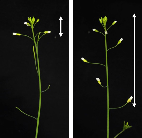 普通のシロイヌナズナ（左）に比べ、ジャスモン酸が作れない変異体は花が散るのが遅く、長持ちしている（奈良先端科学技術大学院大学提供）