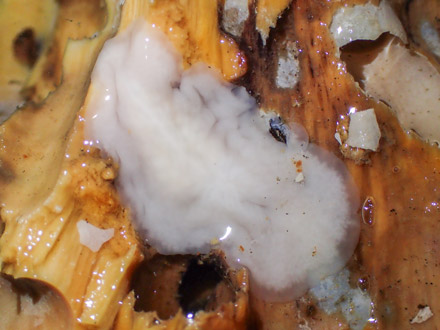 深海の沈木から白無垢姿で新種のヒラムシ発見 水族館ブログがきっかけ 桜美林大など