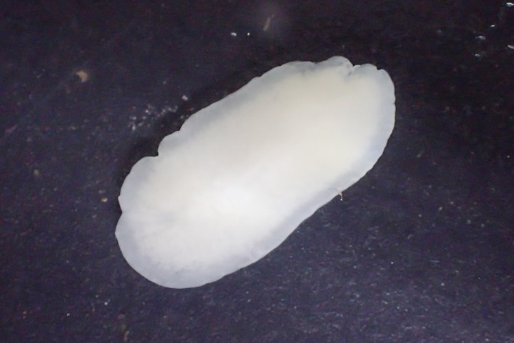 今回見つかったシロムクペリケリス。白色の濃い部分は腸が存在する（鳥羽水族館提供）