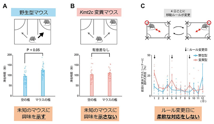 実験で通常の野生型マウスは未知のマウスに興味を示したが（A）ASDモデルマウス（KMT2C遺伝子変異マウス）は興味を示さず （B）行動パターンのルールに柔軟性を示さない（C）（理研など研究グループ提供）