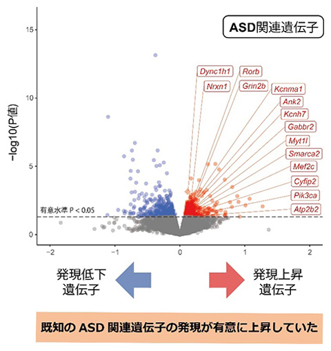 ASDモデルマウス（KMT2C遺伝子変異マウス）の脳でのASD関連遺伝子の発現が増えていることを示すグラフ（理研など研究グループ提供）