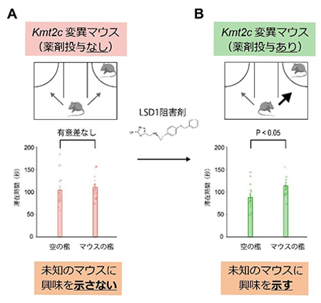 未知のマウスに興味を示さなかったASDモデルマウス（KMT2C遺伝子変異マウス）（左）に薬剤（「ヒストン脱メチル化酵素（LSD1）」の阻害剤）を投与すると野生型マウスのように未知のマウスに興味を示したことを示すグラフ（右）（理研など研究グループ提供）