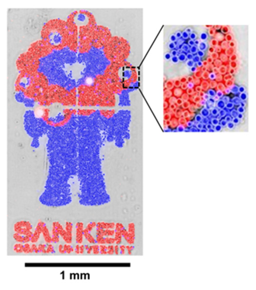 赤く染色した細胞と青く染色した細胞を並べて作成した大阪・関西万博公式キャラクターのミャクミャク（東京大学工学系研究科博士課程2年梅田侑生さん作成）