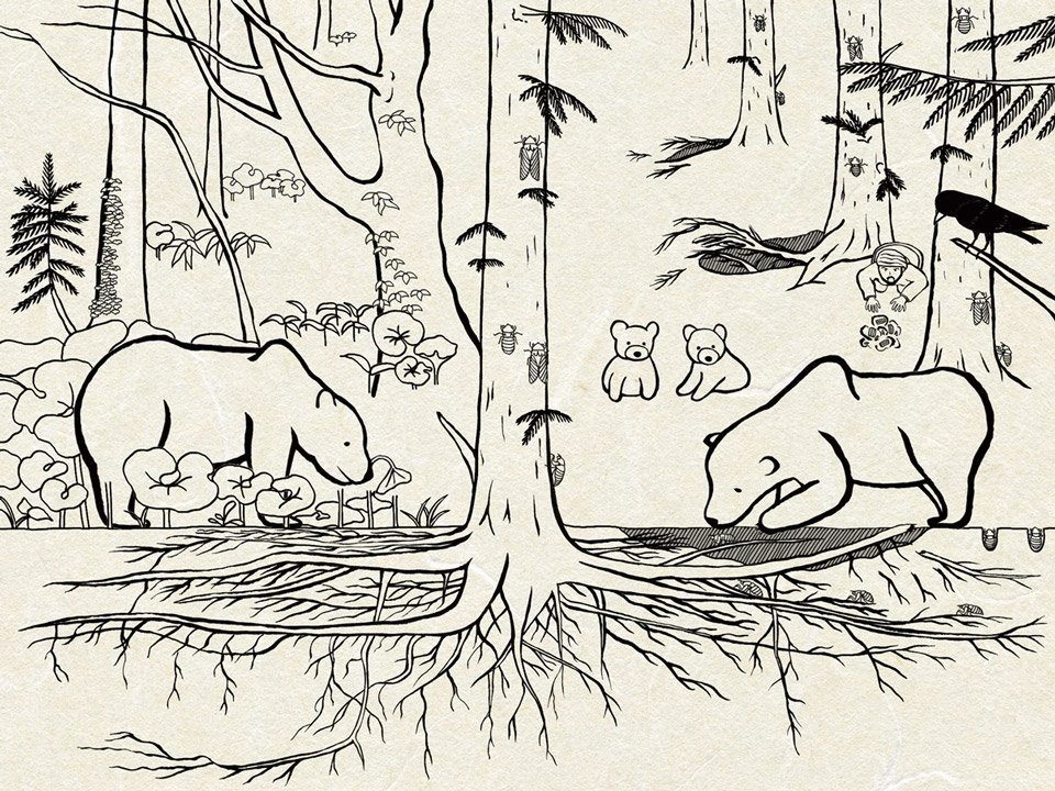 
　北海道の知床半島でヒグマがカラマツの人工林の地面を掘り返してセミの幼虫を食べており、掘り返しのた