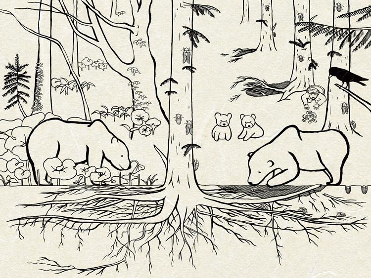 ヒグマは夏に天然林で草本を食べていた（左）が、2000年以降は人工林でセミ幼虫を掘って食べ、樹木の成長に影響をもたらしている（イラスト・イスキュルの小泉絢花氏、高知大学の富田幹次助教提供）