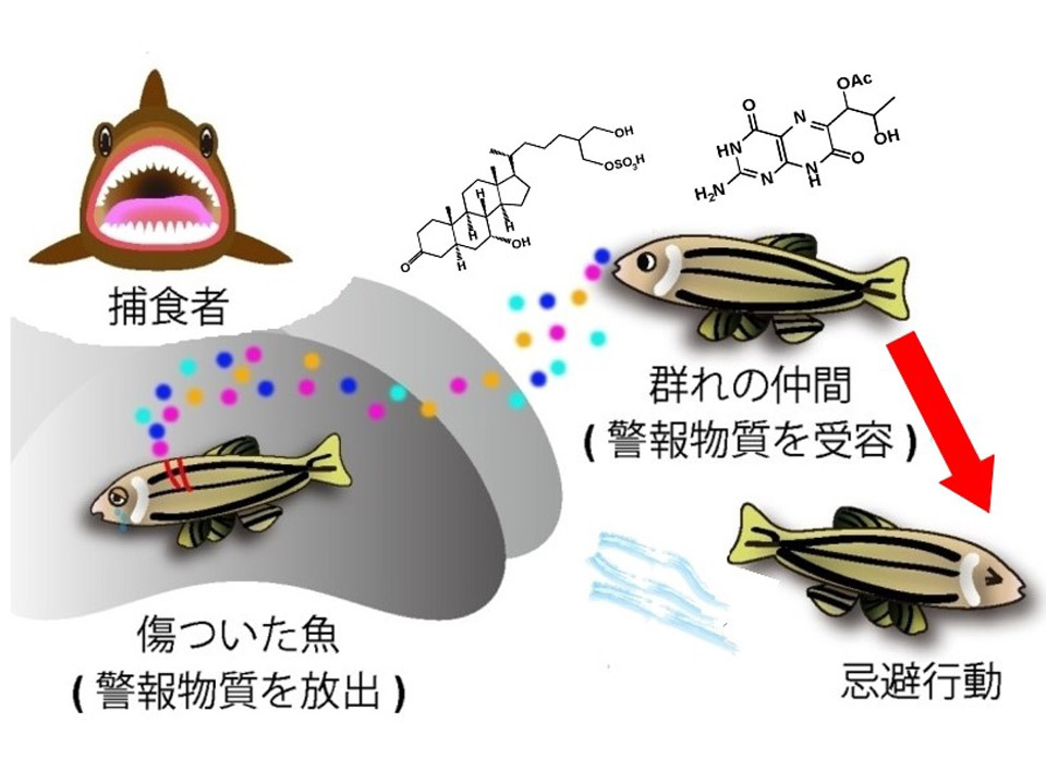 
　傷ついた魚の皮膚から出て、周りの仲間に危険を知らせる警報物質を発見したと、理化学研究所と東京大学
