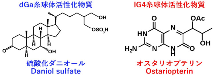 硫酸化ダニオールとオスタリオプテリンの分子構造（理研提供）