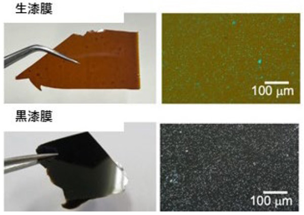 解析に用いた生漆膜（左上）と黒漆膜（左下）。光学顕微鏡像（右）では構造の決定につながるパターンが見えない（原子力機構の南川卓也研究員提供）