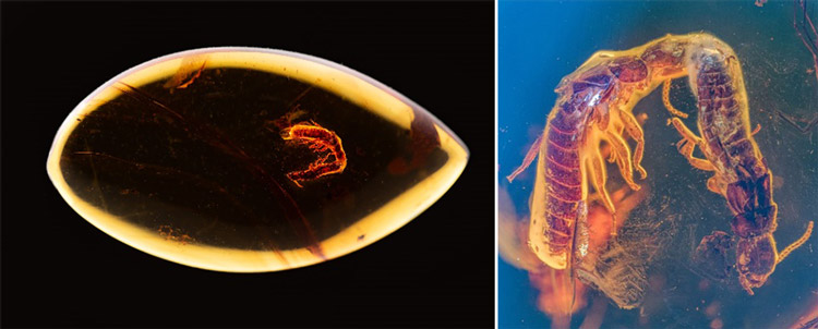 3800万年前のシロアリが現代と同じ求愛行動 琥珀内の姿から分析 沖縄科技大