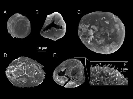 岩手県から日本最古の植物化石を発見 静岡大などのグループ