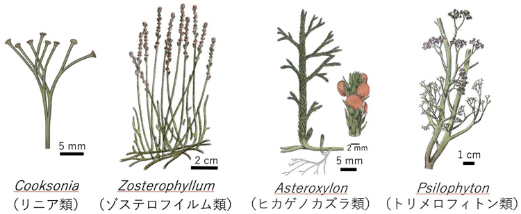 今回見つかった胞子化石の由来植物。左ほど原始的な植物で、右に行けば行くほど現在の種子植物に近い（静岡大学提供）