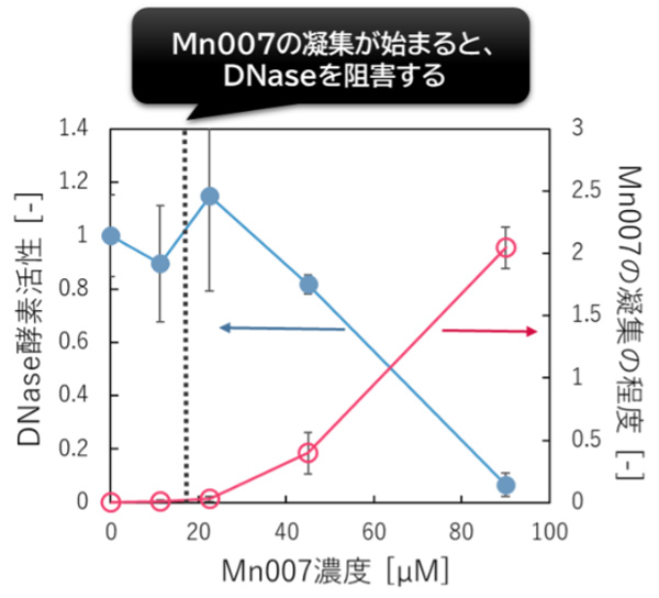 Mn007の濃度が上がるにつれてMn007の凝集体が増え、それに伴ってDNaseが阻害されることを示すグラフ（神戸大学／神戸大学などの研究グループ提供）