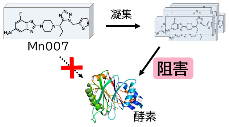  Mn007が水中で塊状に凝集して溶連菌が分泌する酵素を阻害するイメージ（神戸大学提供）