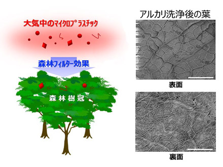 森の木の葉にマイクロプラスチック蓄積 日本女子大など回収方法確立し実証