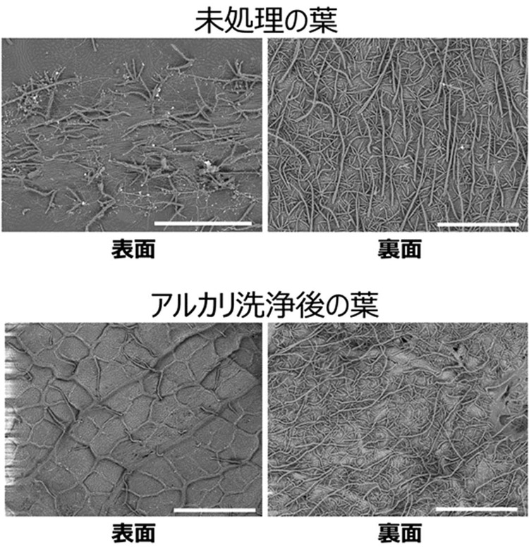 コナラの葉の表面を水で洗っただけのもの(写真上)と、10パーセント水酸化カリウム水溶液で洗浄した葉の様子。この手法で、葉の表面構造物に捉えられたマイクロプラスチックも数えられるようになる(日本女子大学提供)