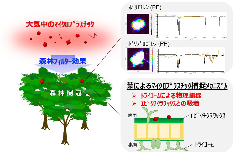 今回の実験で分かったことは、森林には大気中のマイクロプラスチックを貯めておくフィルターのような機能があるということだ(日本女子大学提供)