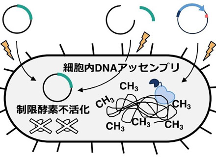 遺伝子組み換え困難な細菌を改変、バイオものづくり期待 長浜バイオ大など