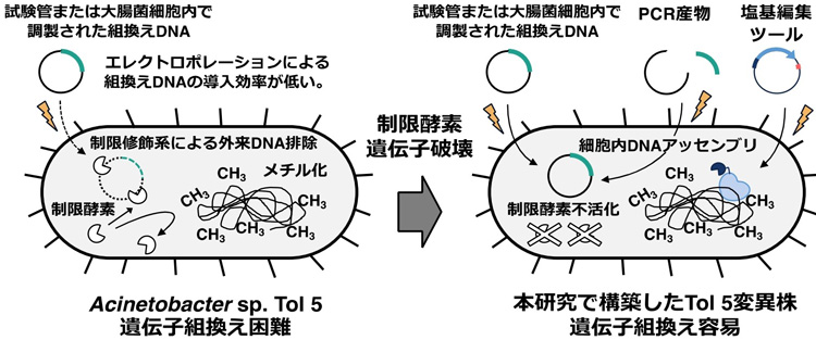研究の概要。防御機構に関わる遺伝子(制限酵素遺伝子)を破壊すると、電気パルスを使う方法(エレクトロポレーション)により外来DNAを導入する効率が飛躍的に高まった(長浜バイオ大学提供)