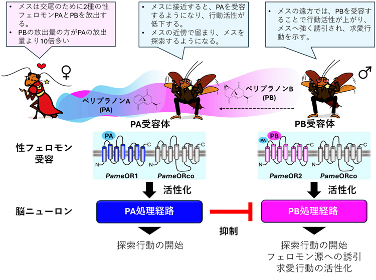 ワモンゴキブリの求愛行動の仕組み。まずオスはPBによって引き寄せられ、PAの作用でメスの近くにとどまり、交尾につながる(イラスト・松本千尋 図・福岡大学提供)