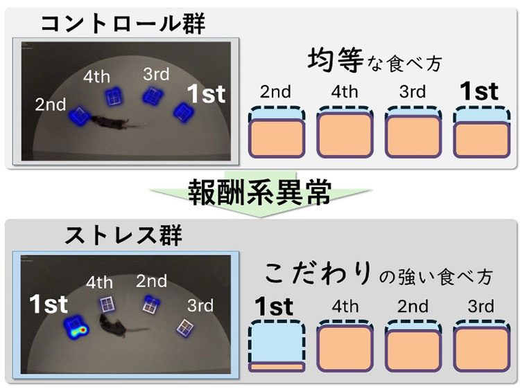 今回の実験で分かったストレスと食べ方の関係図。ストレスを受けることで食べムラが生じている(藤岡祐介助教提供)