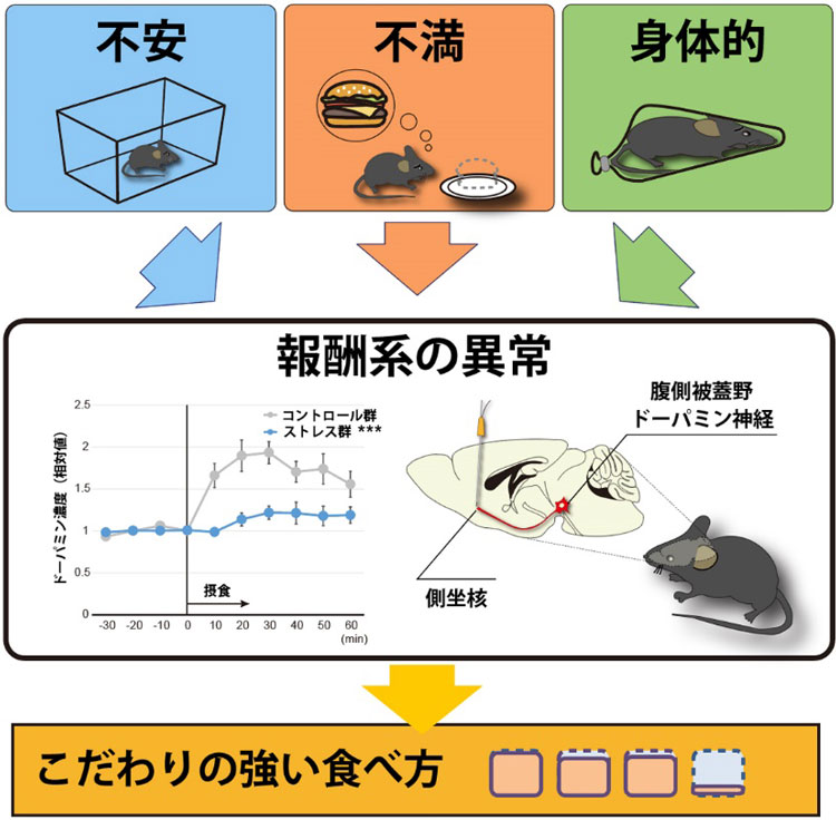 不安・不満・身体的の3つの弱いストレスにさらされたマウスはエサを食べてもドーパミン濃度が上がらなかった。通常のマウスはドーパミン濃度が上昇した(滋賀医科大学提供)