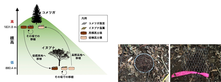 コメツガが広がる高標高地からイヌブナの低標高地へ、低標高地から高標高地へ土壌を相互に移植し、移植した土壌の上にコメツガとイヌブナの落葉をそれぞれ入れたメッシュバッグを置いた(東京大学の平尾聡秀講師提供)