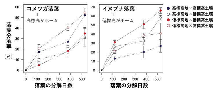 コメツガとイヌブナの落葉分解率の推移。どちらも、もともと樹木が育っていた高標高土壌であるか低標高土壌であれば高い分解率になった(東京大学の平尾聡秀講師提供)