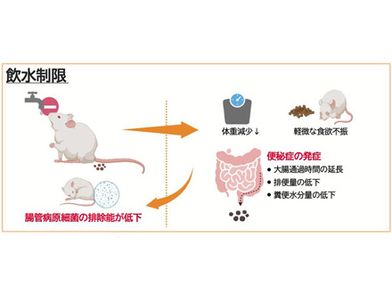 水分不足は腸内環境を悪化させ、感染症にかかりやすくする 北里大などマウスで解明