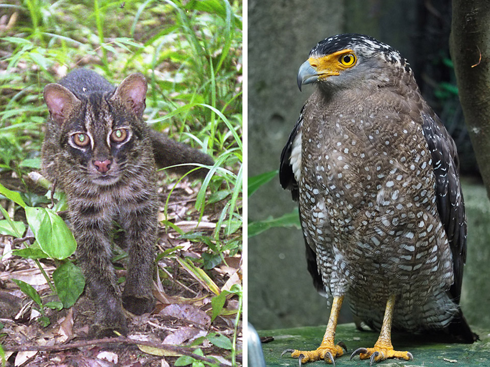 イリオモテヤマネコとカンムリワシ、餌を分け合い「ゆいまーる」で共存 琉球大