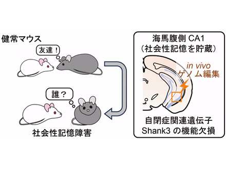 ASDの「友人を覚えにくい」症状は海馬領域の異常に起因 東大グループ、治療法開発に期待