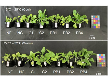 海洋性の非硫黄紅色光合成細菌を窒素肥料に 理研など