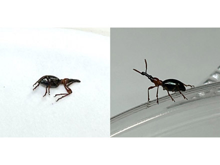 メスの性フェロモンで死んだふりから覚醒、害虫のアリモドキゾウムシ 琉球大など