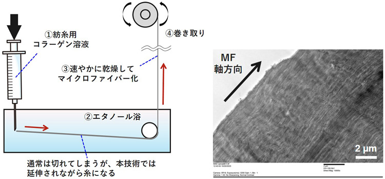 糸状のコラーゲンをつくる工程(左)と、糸状コラーゲンの電子顕微鏡像。縦方向の断面をみるとコラーゲン線維が一方向に整列した内部構造が見える(北海道大学提供)