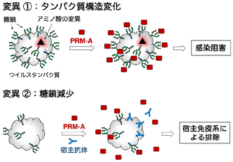 ウイルスが2パターンで変異した場合、いずれのケースでもPRM-A(プラディミシンA)によって感染が防げることのイメージ図(名古屋大学提供)