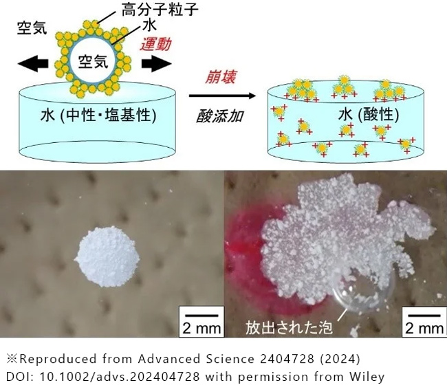今回の研究成果を図にしたもの。酸性にすることで高分子粒子がシャボン玉の表面からはずれ、中の空気が飛び出す(大阪工業大学提供)