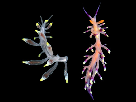 ウミウシに擬態する新種のゴカイを発見 名大など